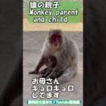🙊サルの親子の絆2　monkey video（モンキーパーク）#猿 #モンキーパーク #赤ちゃん