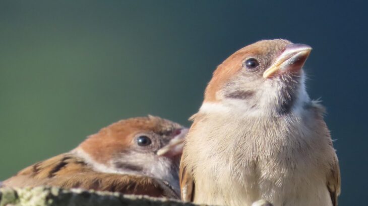 麻雀幼鳥洗草浴 Subadult-sparrow takes a grass bath#麻雀 #sparrow #スズメ